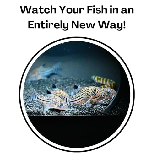 Aquarium Underground Cave Dome | Viewing Fish & Shrimp Under Gravel Tunnel | Fish Tank Decor Decoration Hideout Perfect for Corydora Catfish, Kuhli Loach, Clown Loach, Pleco - color: Black