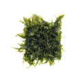 SubstrateSource Live Aquarium Plants on Driftwood, Lava Rock, Moss, Fiber Mat - Freshwater Fish Tanks - Easy, Beginner Friendly (Fissidens Fontanus on Stainless Steel, (1 Pack)) - color: Fissidens Fontanus - Stainless Steel, size: 1 Pack