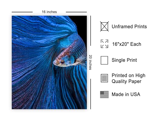 Monem Art Aquarium Fish Print - Blue Moon Poster - Siamese Fighting Fish Art - Animal Photography Wall Decor - Living Room or Office Decor - 16x20 Unframed Wall Art by Andi Halil - color: Style-04, size: 16"L x 20"W