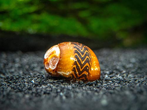 Aquatic Arts 3 Live B-Grade Nerite Snails | Aquarium Substrate Clearer/Scraper/Nano Tank Filter | Safe with Betta/Tetra/Guppy Fish - size: 3-SNAILS