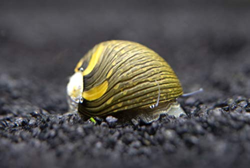 Aquatic Arts 10 Sun Thorn Nerite Snails | Mini Aquarium Snail | Betta Safe Glass Clearer / Scraper | Nano Tank Accessories - size: 10-SNAILS