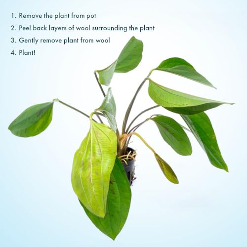 SubstrateSource Live Plants - Echinodorus cordifolius 'Hybrid' - Medium Light, Bright Green Accent for Background Freshwater Aquascaping in Community or Biotope Planted Aquarium - Pot - color: Ech. Cordifolius Hybrid, size: 1 Pot