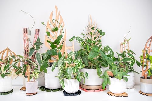 Treleaf Zella Regular Starter Kit – Wooden Extendable Plant Trellis for Indoor Climbing Houseplants – Modular Plant Support with 2 Bases + 2 Extensions - Moss Pole Alternative - size: Regular - Starter Kit