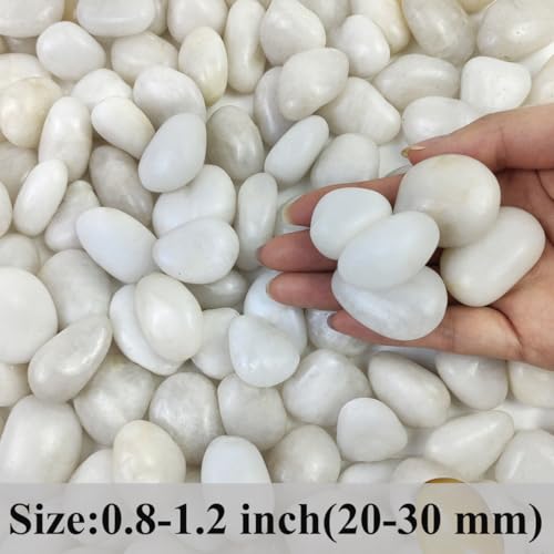 2 lbs Small White Pebbles for Plants, 0.8-1.2 inch Decorative River Rocks for Plants, Aquariums, Landscaping. White Stones for Planter Vase and Outdoor Garden Rocks - size: 0.8-1.2 Inch, style: 2 Pounds