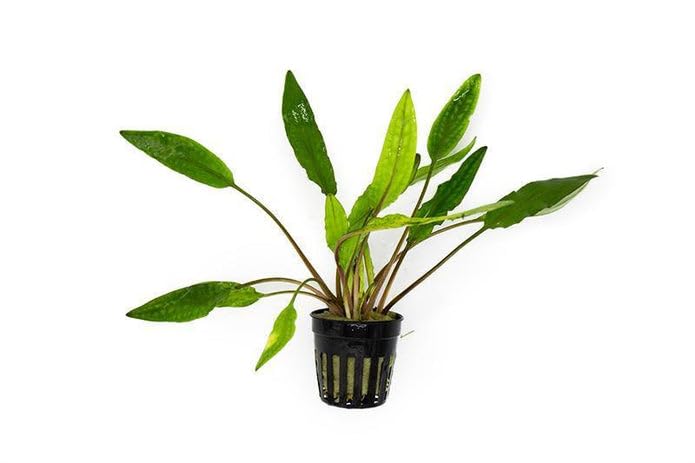 SubstrateSource Cryptocoryne Live Aquarium Plants - Freshwater Plant for Aquariums, Planted Fish Tanks - Beginner Friendly (Sri Lanka, 3 Pots (15-20 Plants)) - color: Sri Lanka, size: 3 Pots