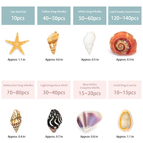 Premium Tiny Seashell Mix, Including Sea Shells, Sea Snails and Starfish total 300+PCS (8 Kinds), Shells for Crafts Decorating Resin and Mosaics Projects DIY Crafts Home Decor Beach Themed Party