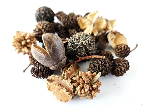 Natural Botanical Seed Pods, 37-Piece Premium Small Seed Pod Mixed Variety Pack, Bioactive Botanicals, Nano Terrarium Decor, Isopod Food and Hides, Aquarium Botanicals