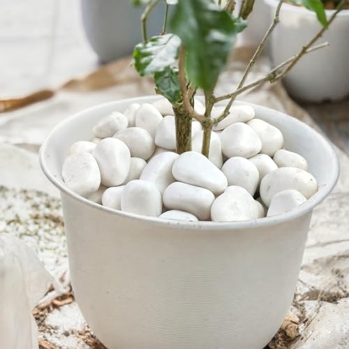 40lbs White Rocks for Landscaping,2-3 Inch Decorative Pebbles for Plants,River Rocks for Backyard,Flower Beds, Indoor Fountains, Paths, Aquarium Vase,Outdoor Garden - color: Natural White, size: 2-3 Inch(40LB)