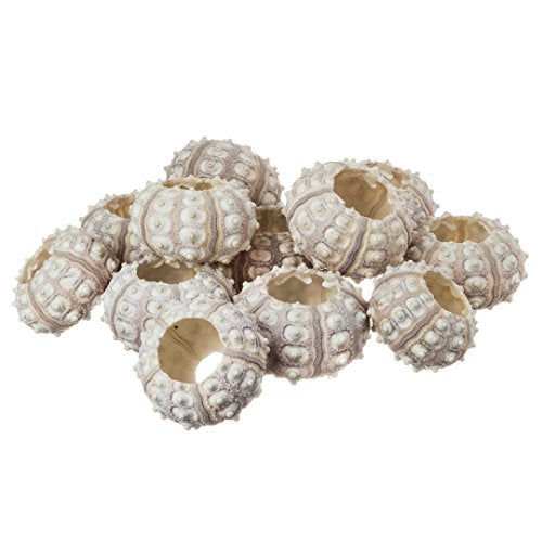 Nautical Crush Trading 12 Purple Sputnik 1.5-3" Sea Urchin Shells - Air Plant Holder - No Plants Included - size: 12 Pack