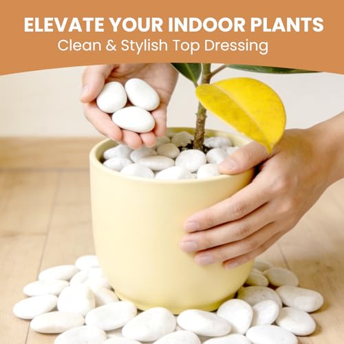 White River Pebbles for Landscaping, 2-3 Inch Polished River Rocks for Garden Décor, Decorative Rocks for Plants, Planters, Vase Fillers, Aquarium, Outdoor Walkways & Crafting-6LB - size: 6lb, style: white