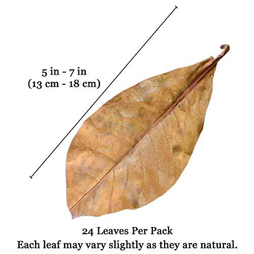 JOR 25 Pack Large Catappa Indian Almond Leaves for Bettas, 7-9 Inches, Effortless Water Conditioning, Great Values, Help Bettas and Tropical Fish Thrive