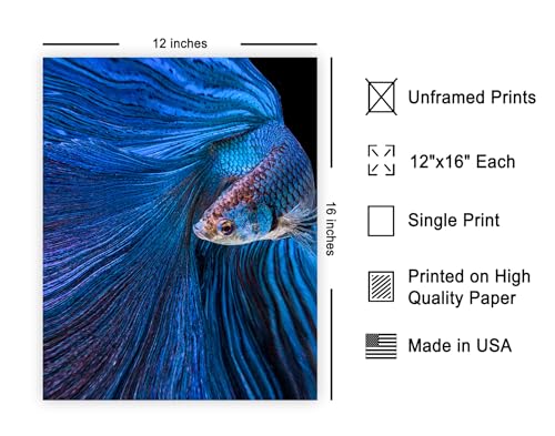 Monem Art Aquarium Fish Print - Blue Moon Poster - Siamese Fighting Fish Art - Animal Photography Wall Decor - Living Room or Office Decor - 12x16 Unframed Wall Art by Andi Halil - color: Style-04, size: 12"L x 16"W