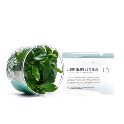 Ultum Nature Systems Anubias Barteri Tissue Culture Live Plant for Aquarium, Aquascape, Freshwater Fish Tanks - 100% Snail Free in Vitro - color: Anubias Barteri
