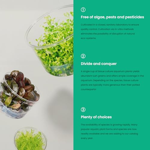 Ultum Nature Systems Cryptocoryne Nurii Tissue Culture Live Plant for Aquarium, Aquascape, Freshwater Fish Tanks - 100% Snail Free in Vitro - color: Cryptocoryne Nurii