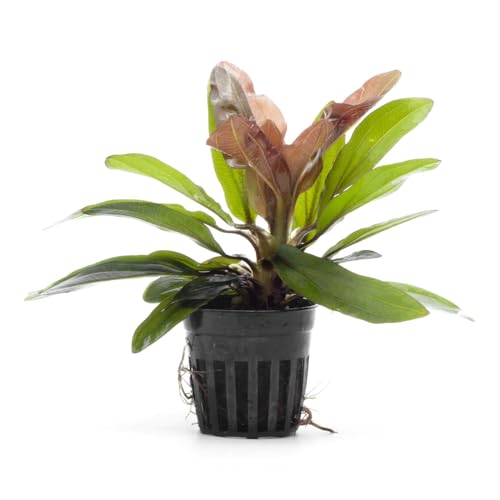 SubstrateSource Live Plants - Echinodorus ‘Red Rubin’ (Echinodorus sp.) - Medium to High Light, Red Green, Midground to Background, Freshwater Aquascaping Aquatic Plant - Pot - color: Ech. Red Rubin, size: 1 Pot