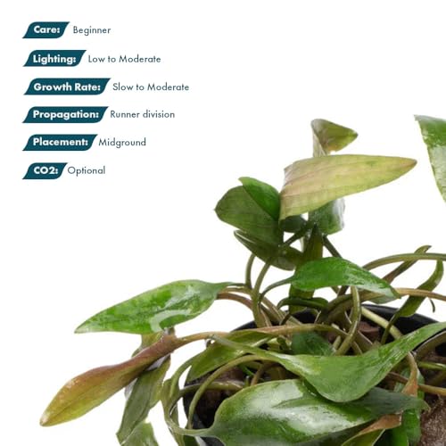 SubstrateSource Cryptocoryne Live Aquarium Plants - Freshwater Plant for Aquariums, Planted Fish Tanks - Beginner Friendly (Beckettii, 1 Pot (3-5 Plants)) - color: Becketii, size: Pot