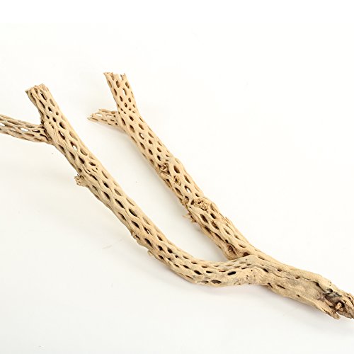 Koyal Wholesale 12” Natural Cholla Wood Branch for Aquarium, Shrimp or Betta Tank Décor – Real Desert Wood for Reptile or Terrarium Habitat, Aquarium Safe Driftwood for Fish Tank Decoration - size: 12-Inch
