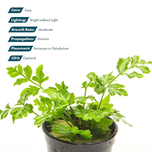 SubstrateSource Live Jungle Plants - Silver Lace Fern (Pteris ensiformis) - Bright Indirect Light, Variegated Green & White Accent, Terrarium or Paludarium, Freshwater Terrestrial Plant - Pot - color: Pteris Ensiformis, size: Pot