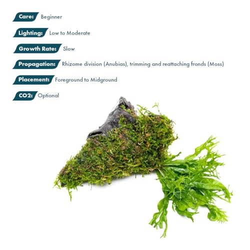 SubstrateSource Live Aquarium Plants on Driftwood - Java Fern Windelov with Moss - Freshwater Fish Tanks - Easy, Beginner Friendly - Driftwood Medium - color: Windelov & Christmas Moss, size: Driftwood - Medium