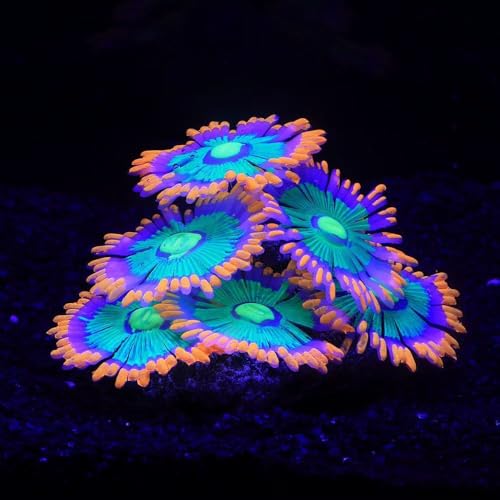ZtohPyo Glowing Effect Soft Anemone Aquarium Fish Tank Decorations Silicone Glow in The Dark Artificial Ornament Plants for Aquarium Landscape Small/Large Fish Bowl Decor Accessories - color: Orange