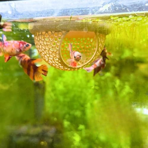 Floating Betta Hide & Shrimp Cave – 3D Printed Aquarium Hammock, Feeding Ring & Resting Spot for Betta Fish, Shrimp & Small Fish (Eco-Safe PLA) - color: Green