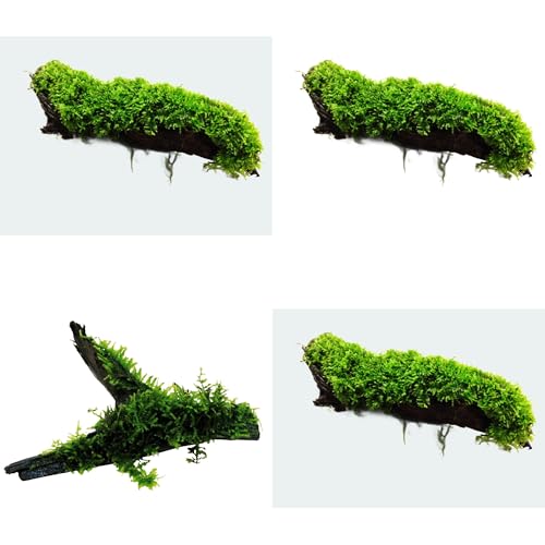 Aquarium Moss On Driftwood - Live Aquarium Plant - Freshwater - Low Light - size: Small 4-6 Inches