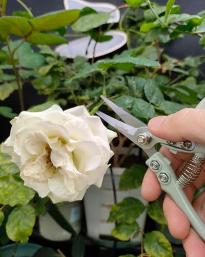 Fondwell 6" Pruning Shears Garden Scissors: Ultra Sharp Garden Clippers - Reliable Flower Snips for Trimming Small Plants - style: 6" Straight