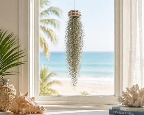 Jellyfish Spanish Moss Live Hanging Tillandsia Air Plant Ornament in Alfonso Sea Urchin Shell Home Decor, Unique Gift, Beach Housewarming Present, Wedding Party Favor or Table Place Card Holder - size: Large Alfonso Urchin