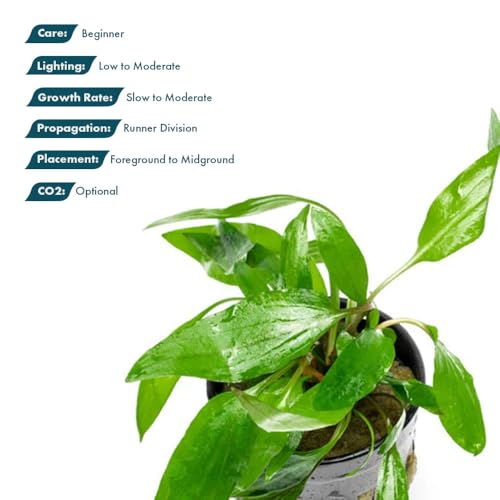 SubstrateSource Cryptocoryne Live Aquarium Plants - Freshwater Plant for Aquariums, Planted Fish Tanks - Beginner Friendly (Petchii, 1 Pot (3-5 Plants)) - color: Petchii, size: Pot