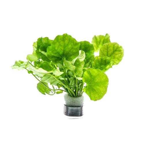 SubstrateSource Live Plant - Japanese Cress (Cardamine lyrata) - Easy to Moderate Care, Medium to High Light, Bright Green Accent, Freshwater Aquatic Plant for Aquascaping - Lead Bunch - color: Cardamine Lyrata, size: Lead Bunch - 1 Pack