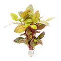 SubstrateSource Live Aquarium Stem Plants - Freshwater Aquatic Plant for Fish Tanks, Aquascaping - (Alternanthera Red Broad Leaf, 1 Bunch) - color: Alternanthera Red Broad Leaf, size: Lead Bunch - 1 Pack