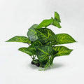 CNZ® Aquarium Fish Tank Green Lifelike Underwater Plastic Plant Aquatic Water Grass Decor (Small, 9-inch) - size: Small, 9-inch