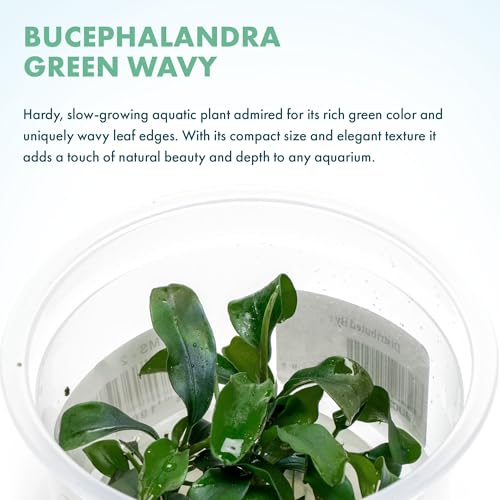 SubstrateSource Live Aquarium Plant - Bucephalandra sp. Green Wavy - Snail Free in-Vitro Easy Care Freshwater Aquatic Plants for Aquascaping, Low Light, Slow Growth - Tissue Culture - color: Bucephalandra sp. Green Wavy