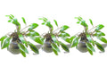 Marcus Fish Tanks - 3X Cryptocoryne Wendtii Green Pots Crypt Wendtii Easy Live Aquarium Plants for Aquatic Freshwater Fish Tank