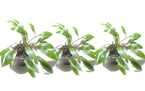 Marcus Fish Tanks - 3X Cryptocoryne Wendtii Green Pots Crypt Wendtii Easy Live Aquarium Plants for Aquatic Freshwater Fish Tank