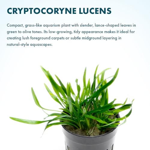 SubstrateSource Cryptocoryne Live Aquarium Plants - Freshwater Plant for Aquariums, Planted Fish Tanks - Beginner Friendly (Lucens, 1 Pot (3-5 Plants)) - color: Lucens, size: Pot