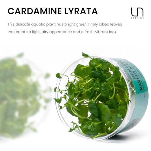 Ultum Nature Systems Cardamine Lyrata Vietnam Tissue Culture Live Plant for Aquarium, Aquascape, Freshwater Fish Tanks - 100% Snail Free in Vitro - color: Cardamine Lyrata Vietnam