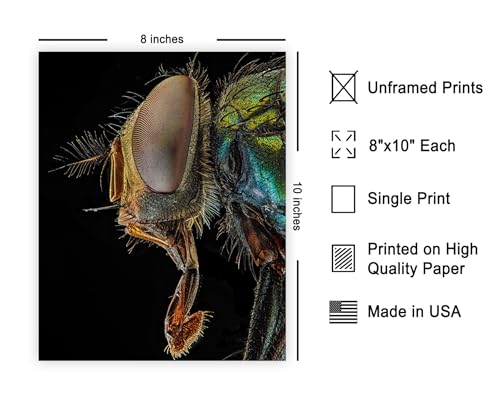 Monem Art Green Bottle Fly Print - Lucilia Sericata Poster - Animal Photography Wall Decor - Great Office, Living Room or Office Decor - 8x10 Unframed Wall Art by Andi Halil - color: Style-07, size: 8"L x 10"W