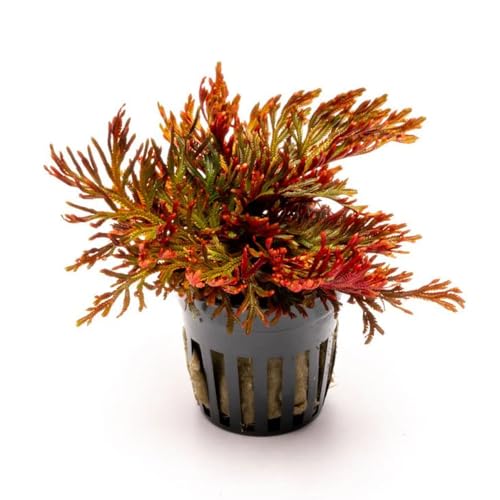 SubstrateSource Live Terrarium Plants - Spikey Moss for Terrariums, Paludariums - Easy, Beginner Friendly (Selaginella Erythropus Ruby Red Club Moss, (1 Pot)) - color: Selaginella Erythropus Red, size: Pot