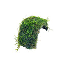 Java Moss Freshwater Live Aquarium Plants on Coconut Shell Driftwood Bridge Perfect for Fish Tank Decoration