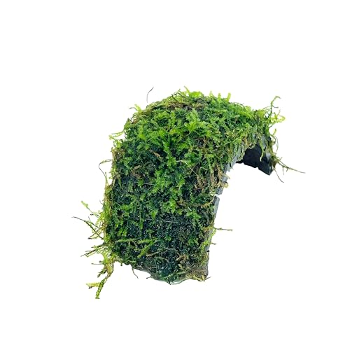 Java Moss Freshwater Live Aquarium Plants on Coconut Shell Driftwood Bridge Perfect for Fish Tank Decoration