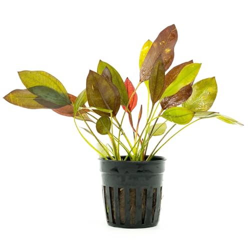 SubstrateSource Live Plants - Echinodorus 'Aflame' (Echinodorus aflame) - Medium to High Light, Deep Red-Burgundy Accent for Midground to Background Freshwater Aquarium Aquascaping - Pot - color: Ech. Aflame, size: 1 Pot