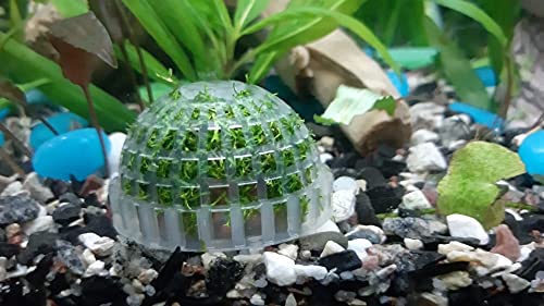 Aquarium Moss Ball Holder, Fish Tank DIY Moss Ball Shape Former Modeling, Moss Ball Holder Filter for Aquarium Moss Plant Landscape Decor Fish Tank Scenery Ornament (4 Pack)