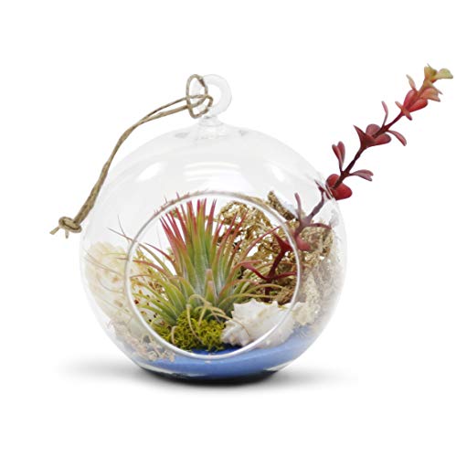 WGV Hanging Terrarium Globe, Width 5", Height 6", DIY Air Succulent Planter, Clear Glass Vase Orb with Flat Bottom, Candle Holder for Windowsill Outdoor Garden Decor, 6 Pieces Bulk - size: 5" Flat Bottom