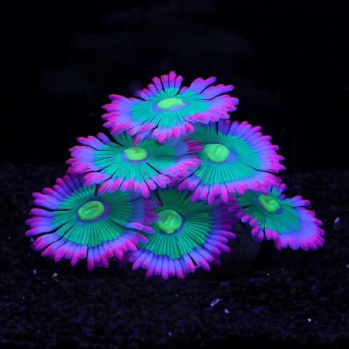 ZtohPyo Glowing Effect Soft Anemone Aquarium Fish Tank Decorations Silicone Glow in The Dark Artificial Ornament Plants for Aquarium Landscape Small/Large Fish Bowl Decor Accessories - color: Pink