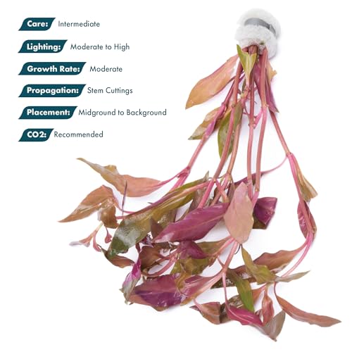 SubstrateSource Live Aquarium Red Stem Plants - Freshwater Aquatic Plant for Fish Tanks, Aquascaping - (Alternanthera Reineckii Rosaefolia, 1 Bunch) - color: Alternanthera Reineckii Rosaefolia, size: Lead Bunch - 1 Pack