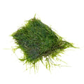SubstrateSource Live Aquarium Plants on Driftwood, Lava Rock, Moss, Fiber Mat - Freshwater Fish Tanks - Easy, Beginner Friendly (Java Moss on Stainless Steel, (1 Pack)) - color: Java - Stainless Steel, size: 1 Pack