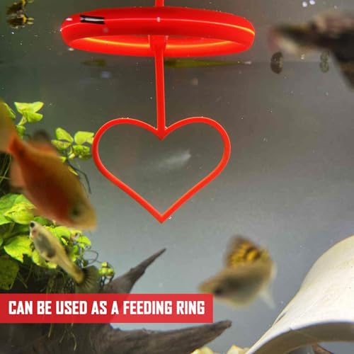 Floating Heart Betta Training Ring, Heart Active Betta Training Ring, Floating Feeder, Enrichment Toys for Aquarium Decor, Pink, 3.8in x 3.7in (Red, Pack of 2) - color: Red, size: Pack of 2