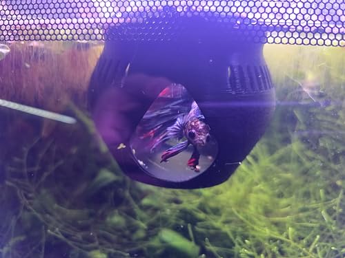 L&D Creations Floating Betta Fish Feeding Ring and Hide