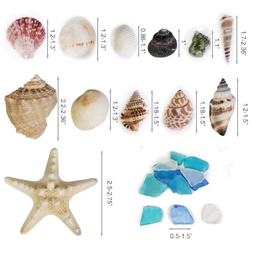 Natural Mixed Seashells Conch Starfish Sea Glass 1-2.8 Inch,16.5 OZ Bulk Ocean Beach Theme Party Decor for Coastal Crafts,Resin Arts, Aquarium Decor,Wedding Table Shells,Nautical Home Vase Fillers - color: Mixed/Seaglass